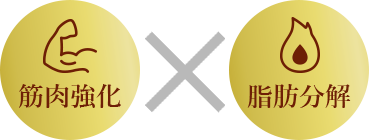 筋肉強化 脂肪分解